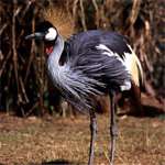 St. Lucia Grue a Couronne